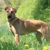 Maddox sucht erfahrende Hundemenschen