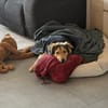 Buzz sucht ein geduldiges Zuhause