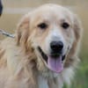 Jazz - kinderlieber Familienhund