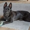 Schnauzermixmädchen Maya sucht eine nette Familie