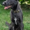 Schnauzermixmädchen Maya sucht eine nette Familie