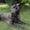Schnauzermixmädchen Maya sucht eine nette Familie