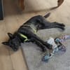 Schnauzermixmädchen Maya sucht eine nette Familie