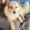 CHERRY ruhige, verspielte Sheltiemixhündin
