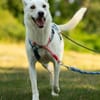 Lady Ellie, stubenreine Herzenshündin, ca. 5 Jahre