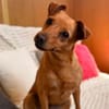 Dolly sucht ihre Menschen