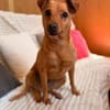 Dolly sucht ihre Menschen