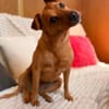 Dolly sucht ihre Menschen