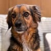 Bella ist bereit dein Herz zu erobern