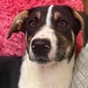 Bonnie sucht ein ruhiges, erfahrenes Zuhause