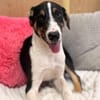 Bonnie sucht ein ruhiges, erfahrenes Zuhause
