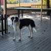 PINO 💕- aktiver junger Hund