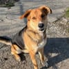 Lemmy - Verstehen Sie Hund?