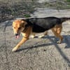 Lemmy - Verstehen Sie Hund?