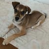 Pinschermix Talya