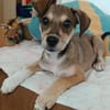 Pinschermix Talya