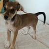 Pinschermix Talya