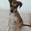 Pinschermix Talya