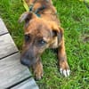 aufgeweckter Welpenjunge Tiago auf PS in 80686