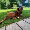 aufgeweckter Welpenjunge Tiago auf PS in 80686