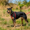 Rosa wartet in Süddeutschland auf Ihr Zuhause