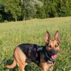 Die liebe Agatha sucht ihr Zuhause