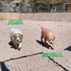 Alma - ein Dreamteam mit Estrella