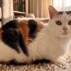 Lucy  sehr verschmuste Katze Einzelplat