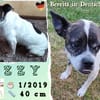 Fröhliche IZZY  bereits in Deutschland