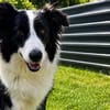 Molly, bezaubernde Border Collie Dame, ca. 4 Jahre