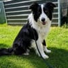 Molly, bezaubernde Border Collie Dame, ca. 4 Jahre