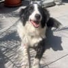 Molly, bezaubernde Border Collie Dame, ca. 4 Jahre