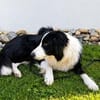 Molly, bezaubernde Border Collie Dame, ca. 4 Jahre