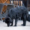 Kuschelfan Odi sucht ein Zuhause
