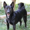 Rudy, Pflegestelle in Hessen