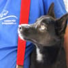 Rudy, Pflegestelle in Hessen