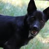 Rudy, Pflegestelle in Hessen