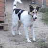 Rula  55 cm (Pflegestelle)