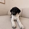 Dora sucht ihr Zuhause