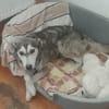 Wilma - genießt Streicheleinheiten