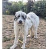 Sassie - wartet in 96160 Geiselwind