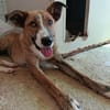 FIONA (UnionAnimal)