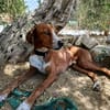 ORSON (Union Animal)