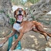 ORSON (Union Animal)