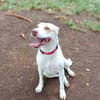 Dolce chienne femelle Berger Créole