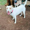 Dolce chienne femelle Berger Créole