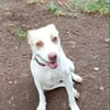 Dolce chienne femelle Berger Créole