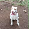 Dolce chienne femelle Berger Créole