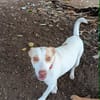 Dolce chienne femelle Berger Créole