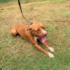 STARLETT chienne femelle Berger Créole